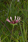 Tennessee purple coneflower